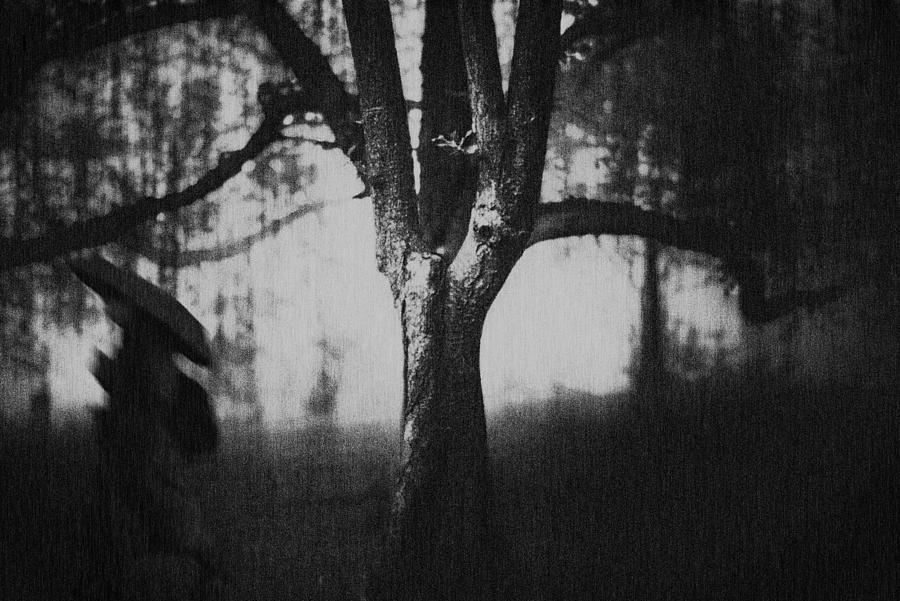 Tree Photograph by Teruhiko Tsuchida