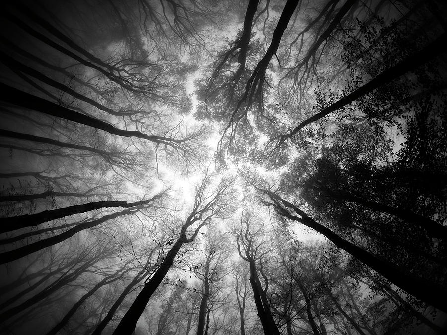 Black And White Photograph - Tree Tops by Ajven