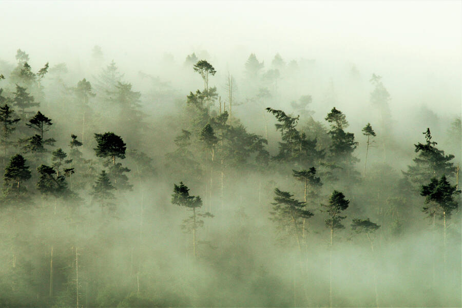 Trees peeking through the fog at sunrise Photograph by Leslie Struxness