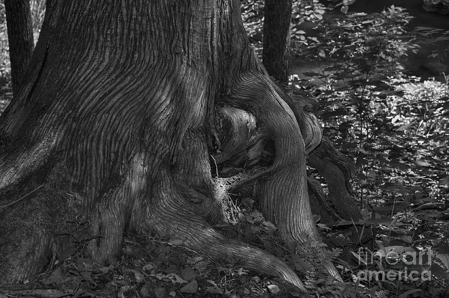 Tree Trunk Abstract by Ruth H Curtis Tree Trunk Abstract by Ruth H Curtis