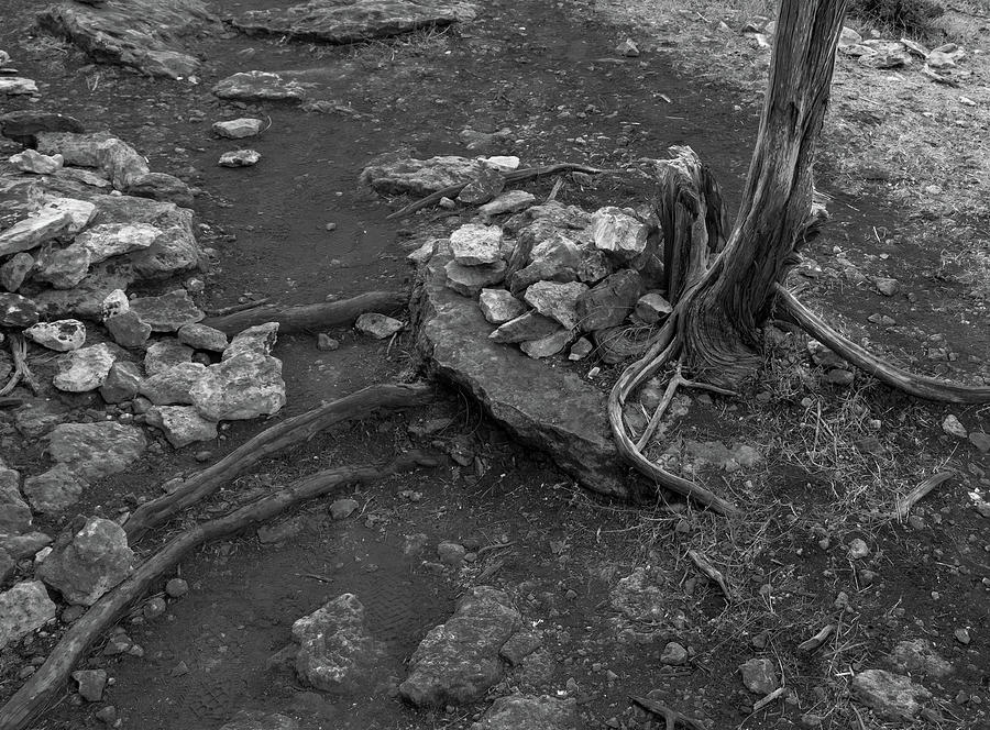 Tree trunk roots and stones in black and white Photograph by Iordanis Pallikaras