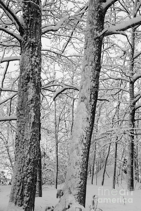 Winter Snow Photograph by Alana Ranney