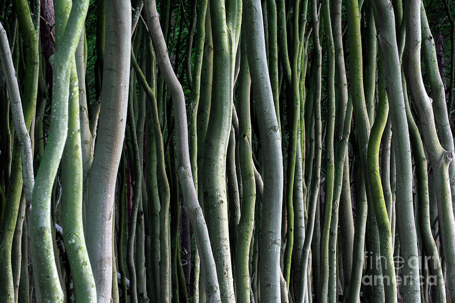 Tree Trunks Photograph by Arterra Picture Library