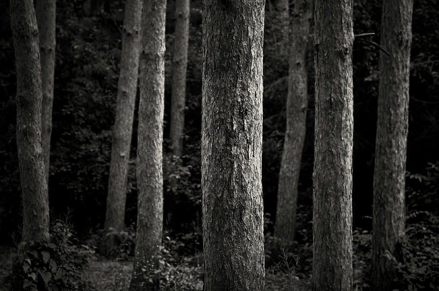 Tree Trunks Photograph by Image By Marc Gutierrez