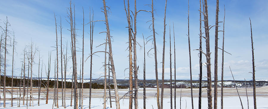 Tree Trunks In Snow With Blue Sky In Photograph by Susan Dykstra / Design Pics