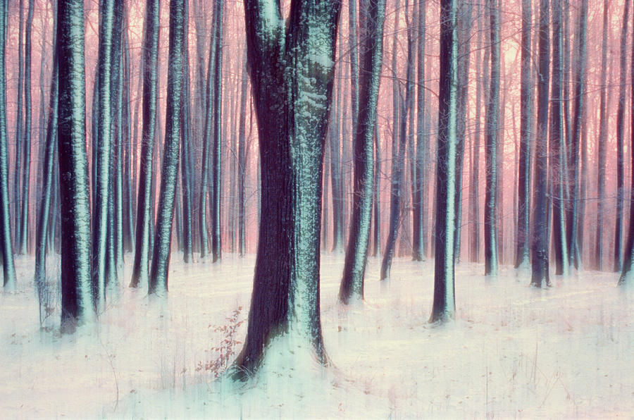 Tree Trunks In Winter Photograph by Martin Ruegner