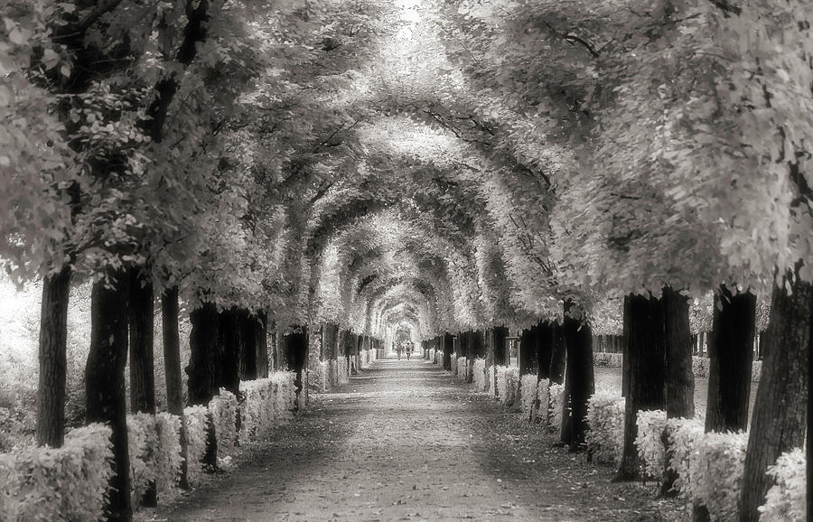 Tree Tunnel at Schonbrunn Palace Photograph by Owen Weber