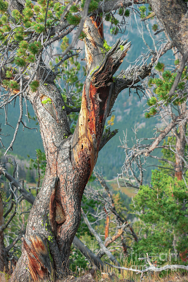 Tree Twisted by Mountain Winds Photograph by Nancy Lee Moran