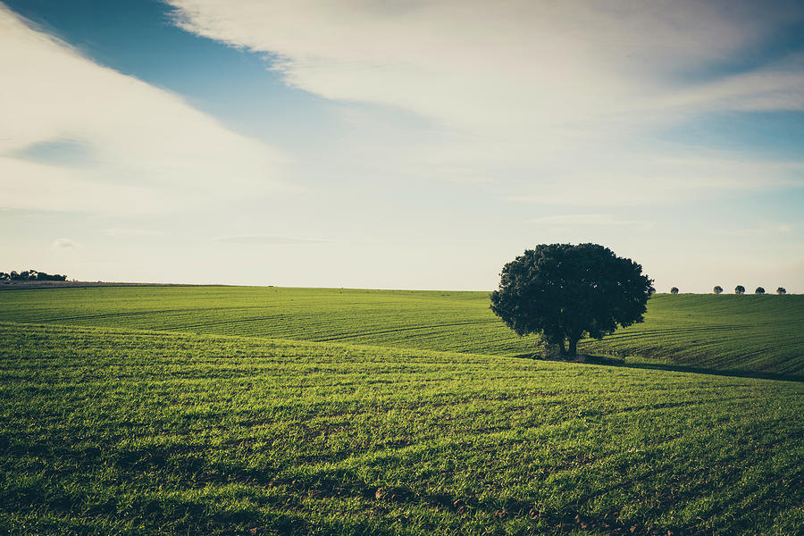 Tree Under The Cloud Sky And Green Field Photograph by Cavan Images ...