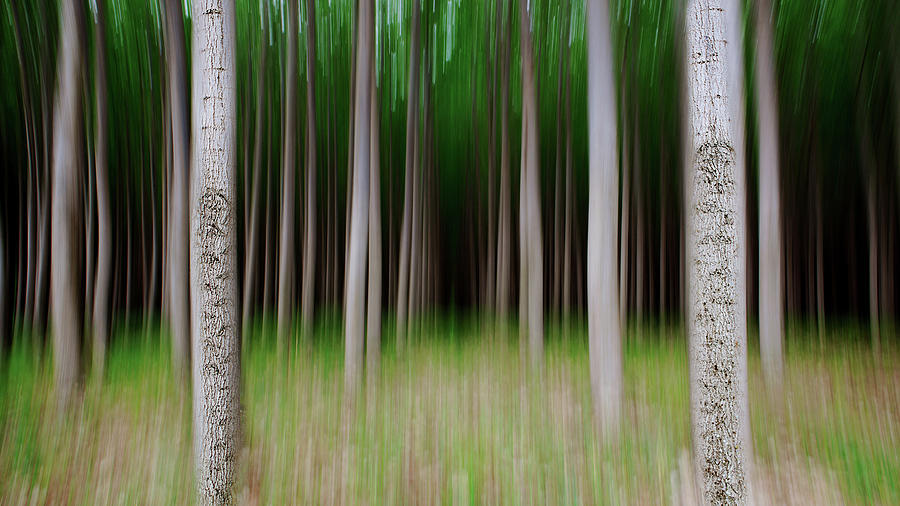 Tree Vertical Panning Photograph by Vadim Dmitriyev Photography
