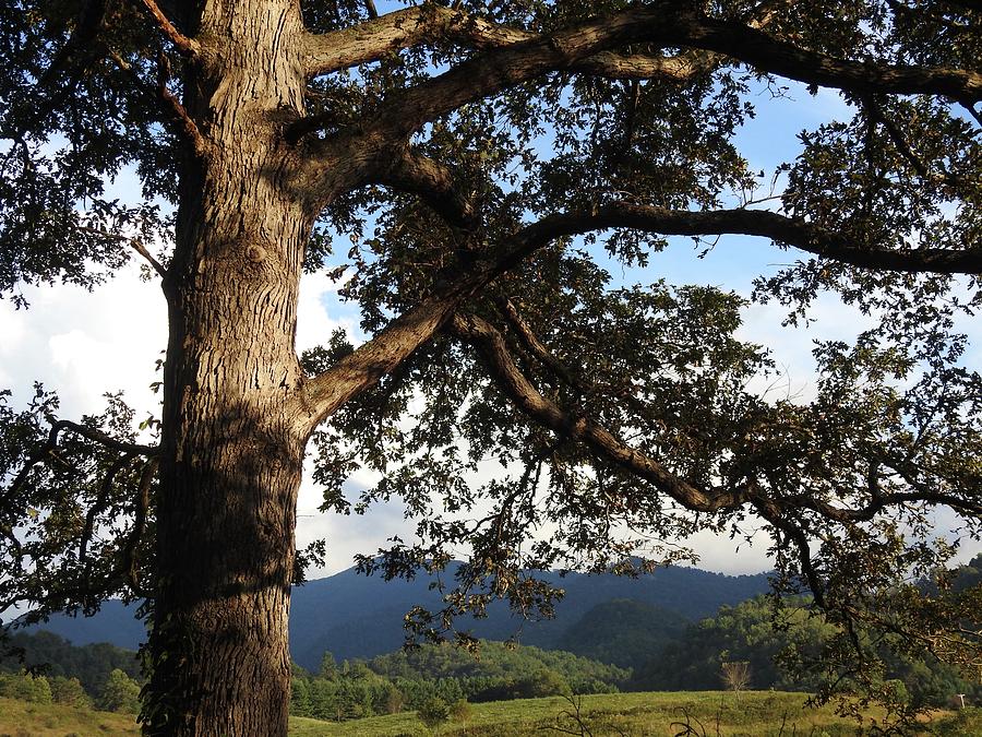Tree With a View Photograph by Kathy Ozzard Chism