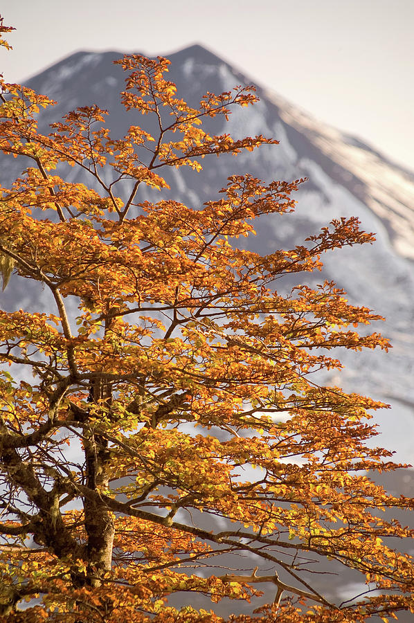 Tree With Golden Leafs Photograph by Matias Bennewitz