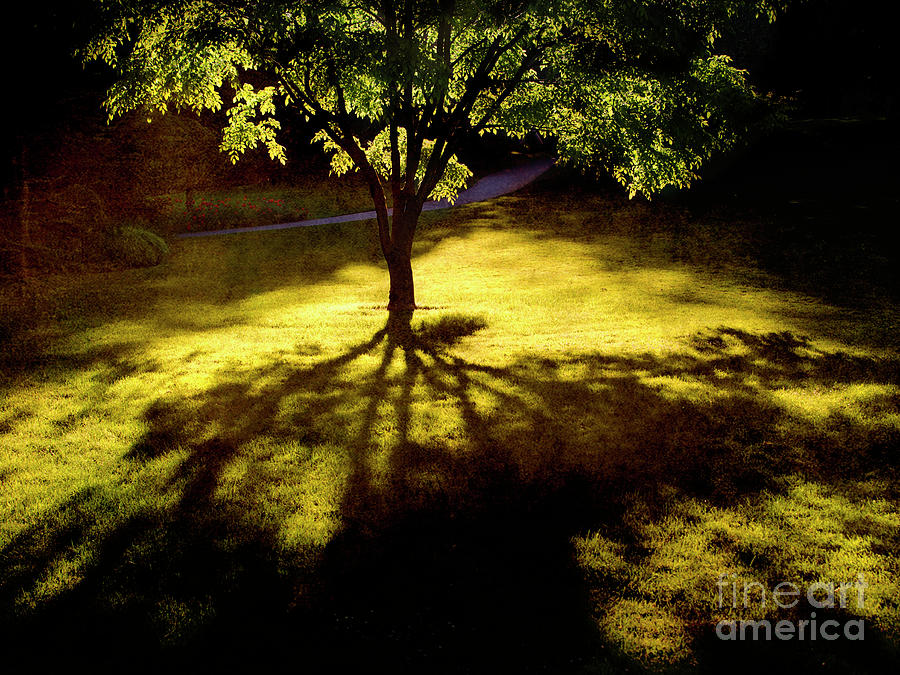 Tree with Golden Shadows Photograph by Maria Janicki