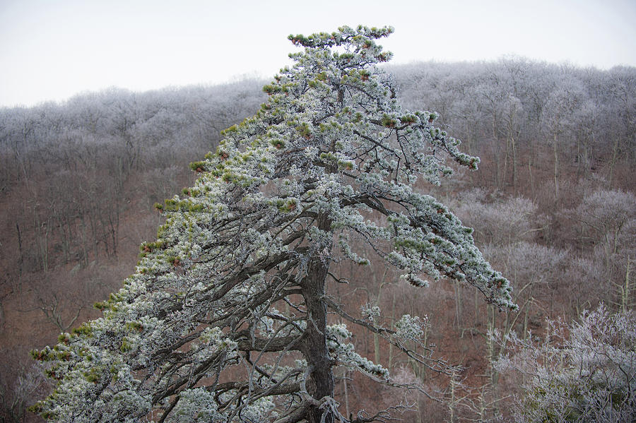 Tree with Hoarfrost Photograph by Mark Duehmig