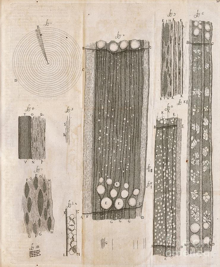 Tree Wood Anatomy By Van Leeuwenhoek Photograph by Library Of Congress, Rare Book And Special Collections Division/science Photo Library