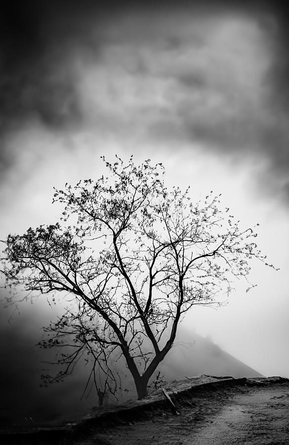 Tree Photograph by Youngil Kim