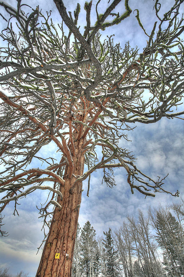 Treebeard/ Fir Valley Pine 2 Photograph by Darrel Giesbrecht
