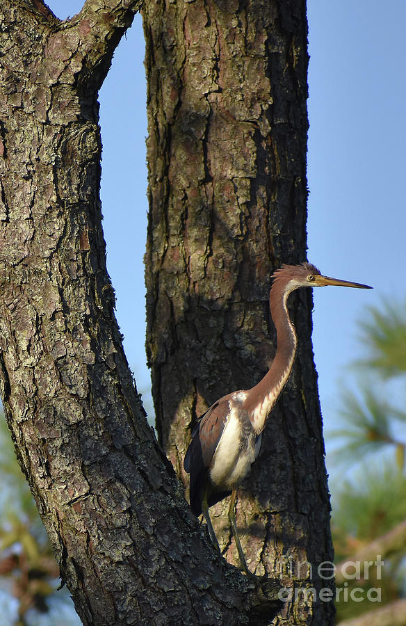 Nature Photograph - Treed Heron by Skip Willits