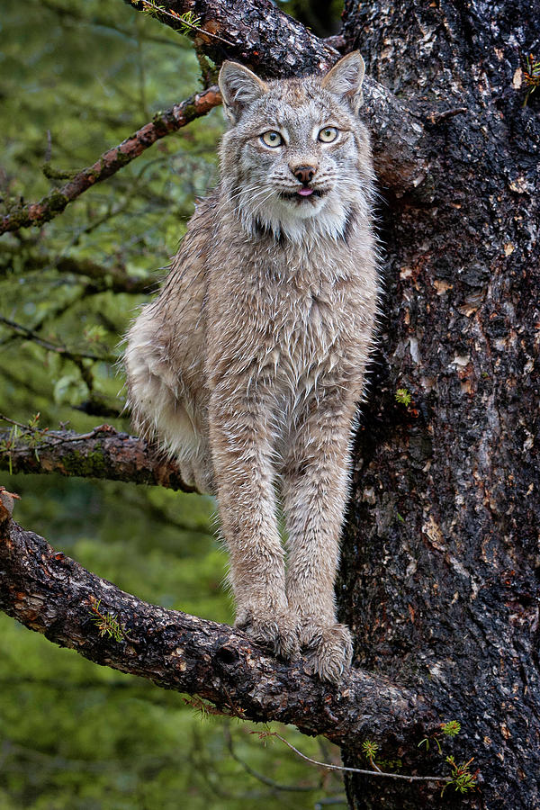 Treed Lynx Photograph