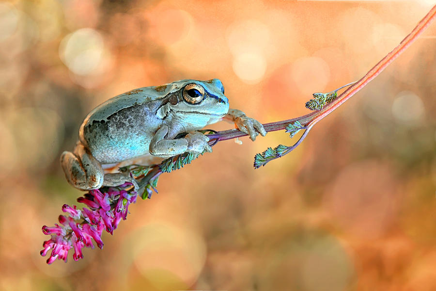 Wildlife Photograph - Treefrog by Mustafa ztrk