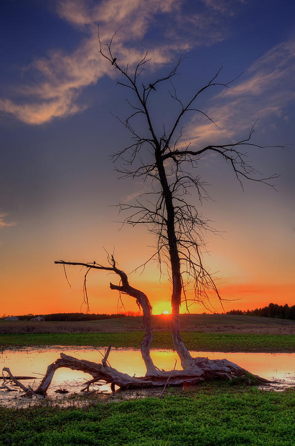 TreeHenge Syzygy- sunset on ND pothole prairie scene near Brinsmad ND Photograph by Peter Herman