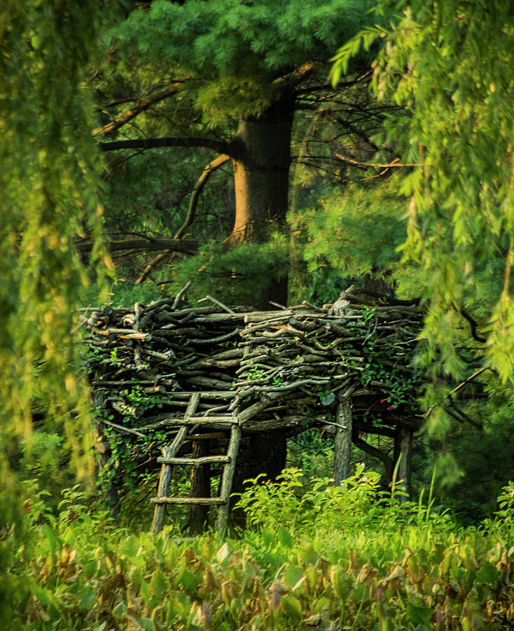 Treehouse Photograph