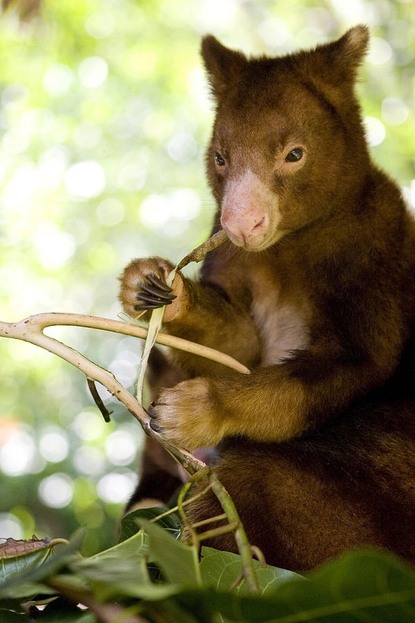 Treekangaroo Eating Leaves, Papua New Guinea, Oceania Photograph by Ulla Lohmann