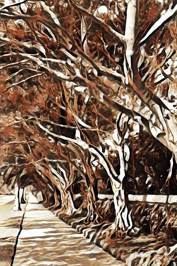 TreeLined by Jody Lane TreeLined by Jody Lane