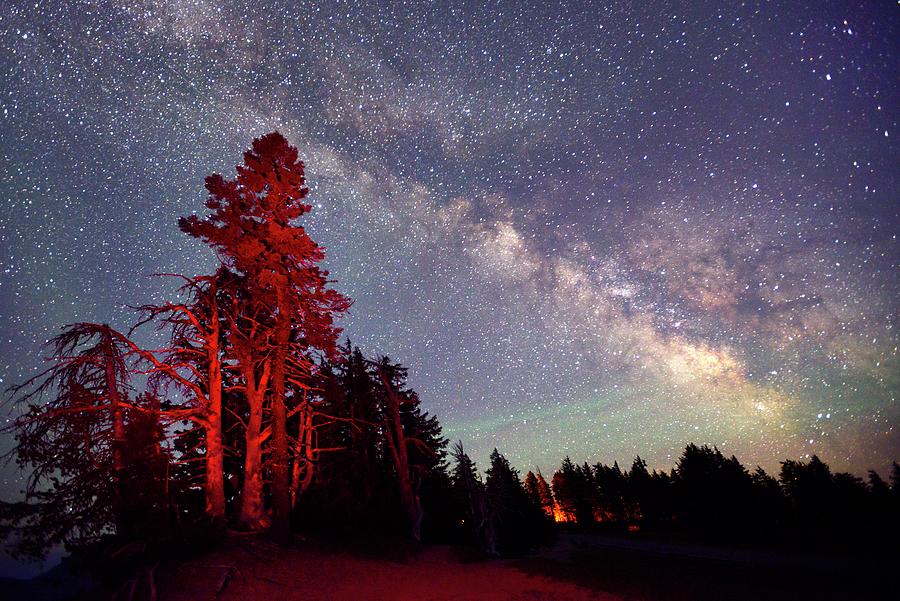 Trees & Stars At Night Digital Art by Heeb Photos