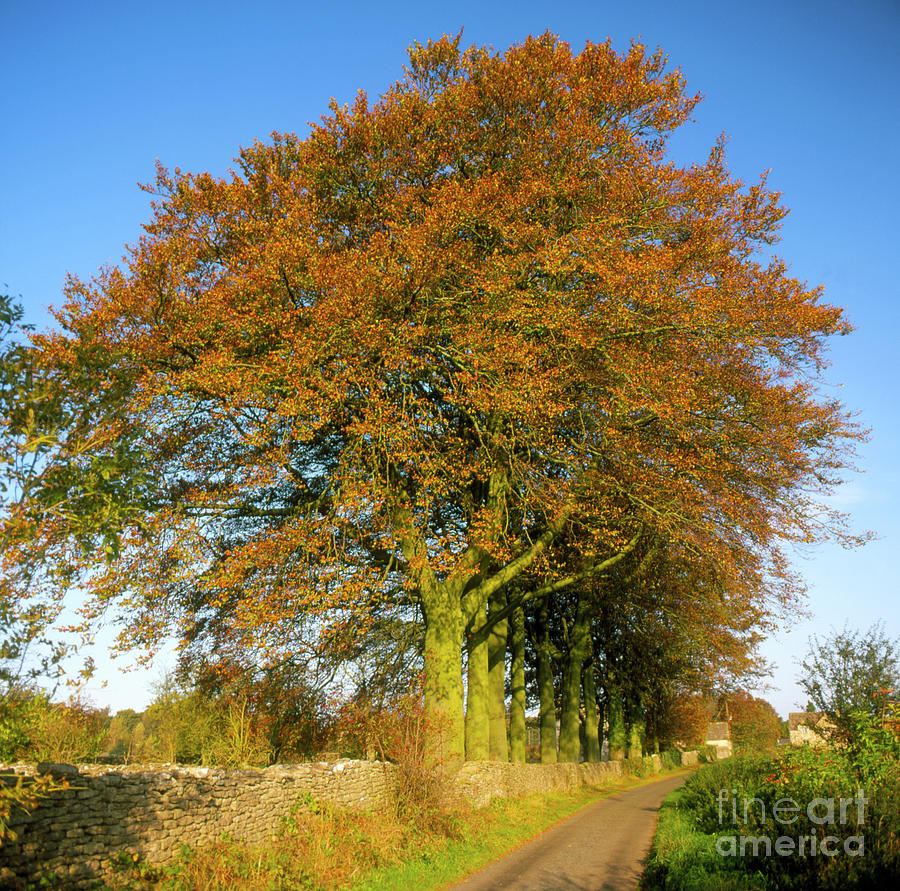 Trees Along A Country Lane In Autumn Photograph by John Heseltine/science Photo Library