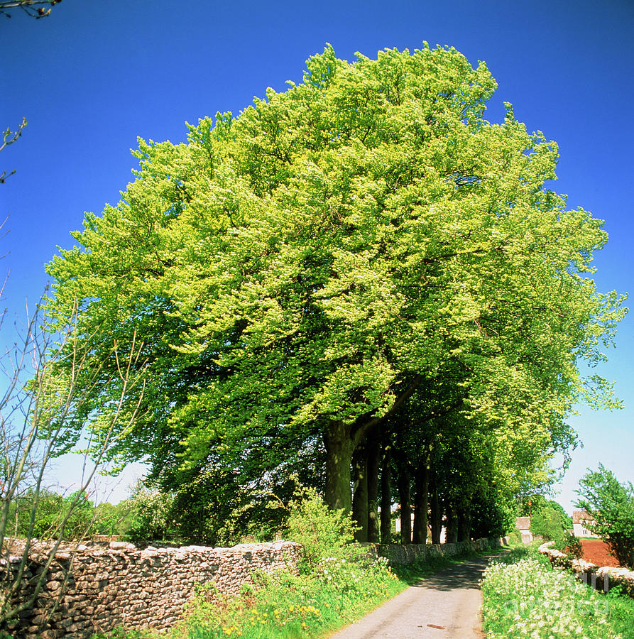 Trees Along A Country Lane In Spring Photograph by John Heseltine/science Photo Library