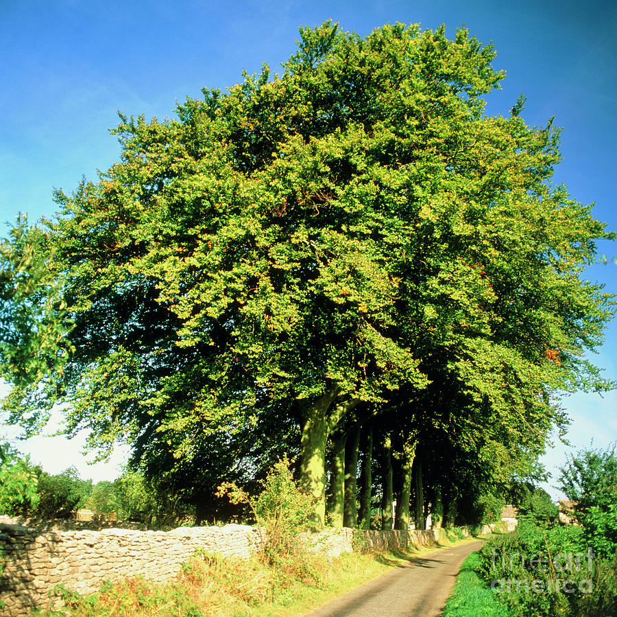 Trees Along A Country Lane In Summer Photograph by John Heseltine/science Photo Library
