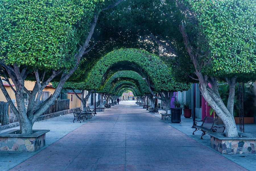 Trees Along Footpath In Town Square Photograph by Panoramic Images