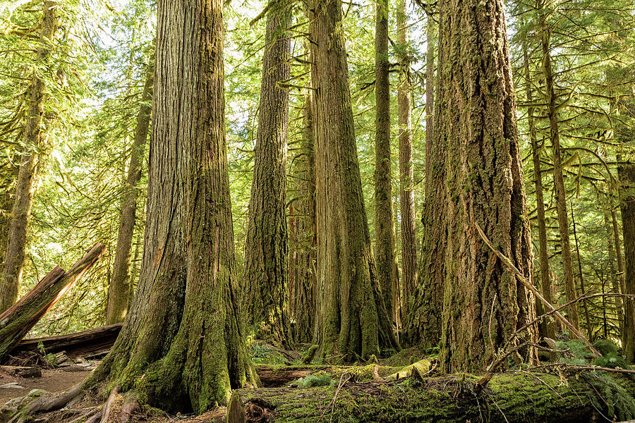 Trees Along the McKenzie River Trail, No. 2 by Belinda Greb Trees Along the McKenzie River Trail, No. 2 by Belinda Greb