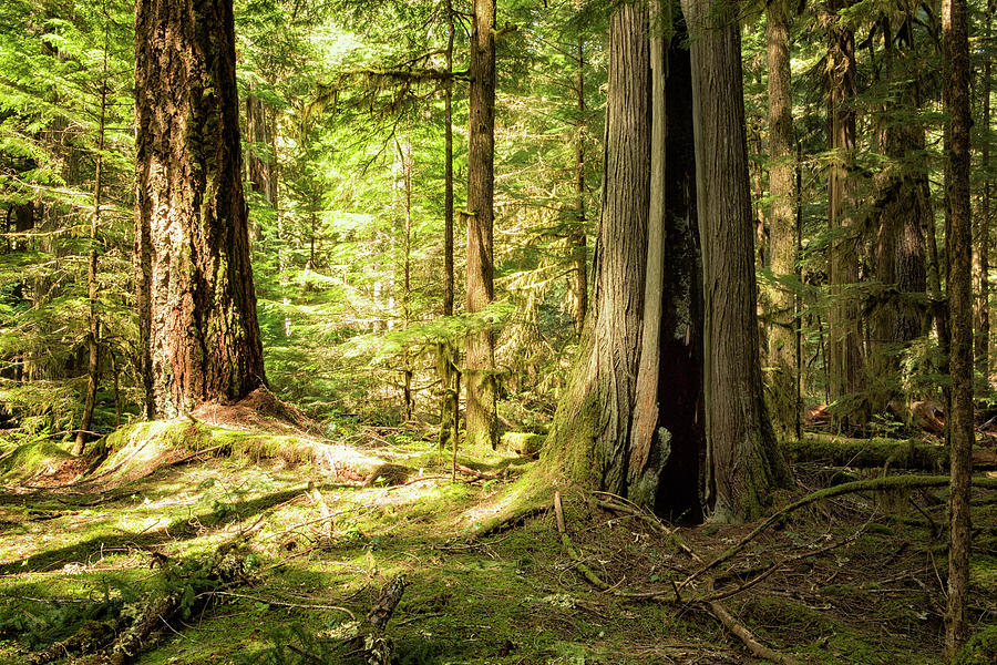 Trees Along the McKenzie River Trail, Spring, No. 1 by Belinda Greb Trees Along the McKenzie River Trail, Spring, No. 1 by Belinda Greb