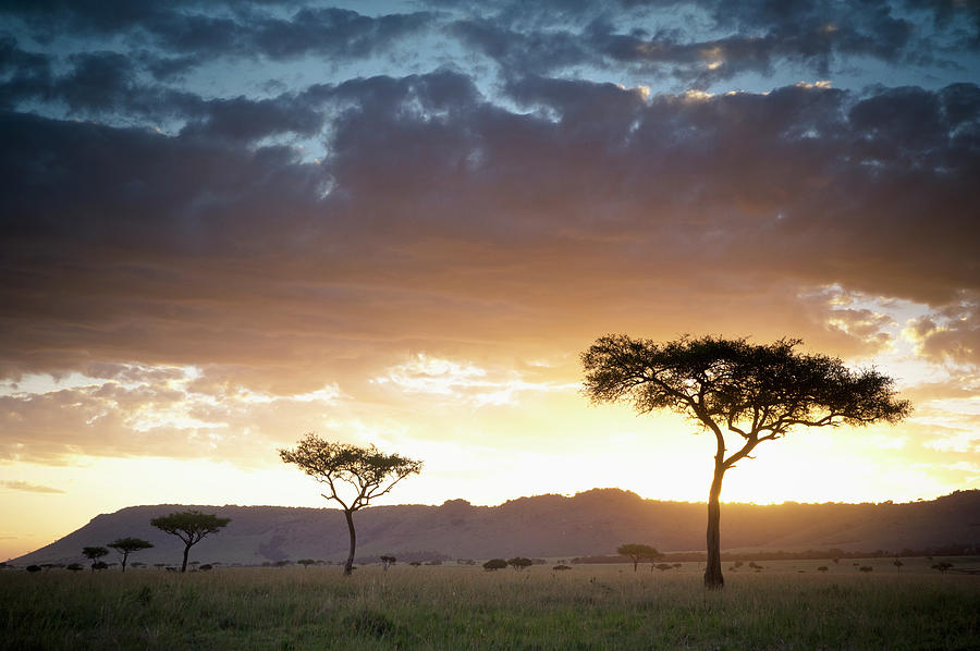 Trees And Animals Across An African Photograph by David Duchemin / Design Pics