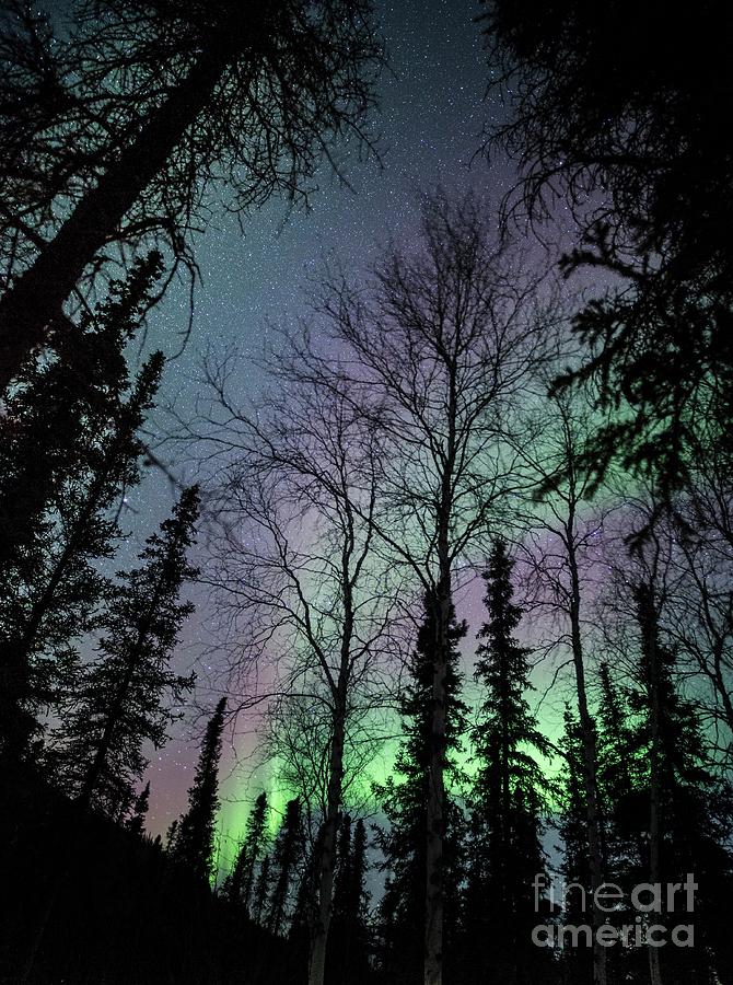 Trees And Aurora In Alaska Photograph by Chris Madeley/science Photo Library