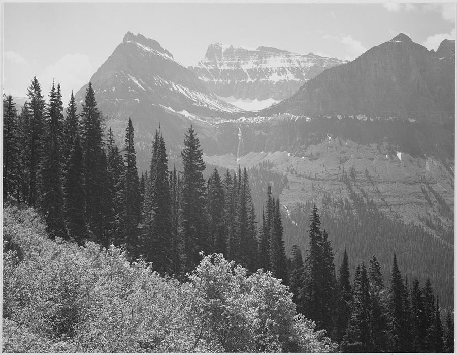Tree Painting - Trees and bushes in foreground mountains in background In Glacier National Park Montana. 1933 - 1942 by Ansel Adams