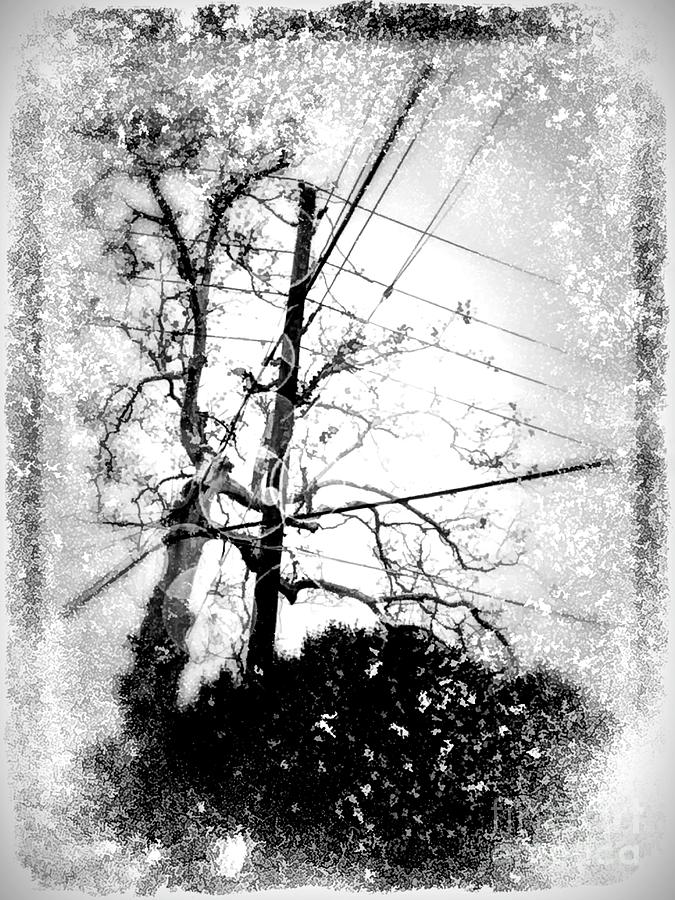 Trees And Electric Sharing Space Photograph