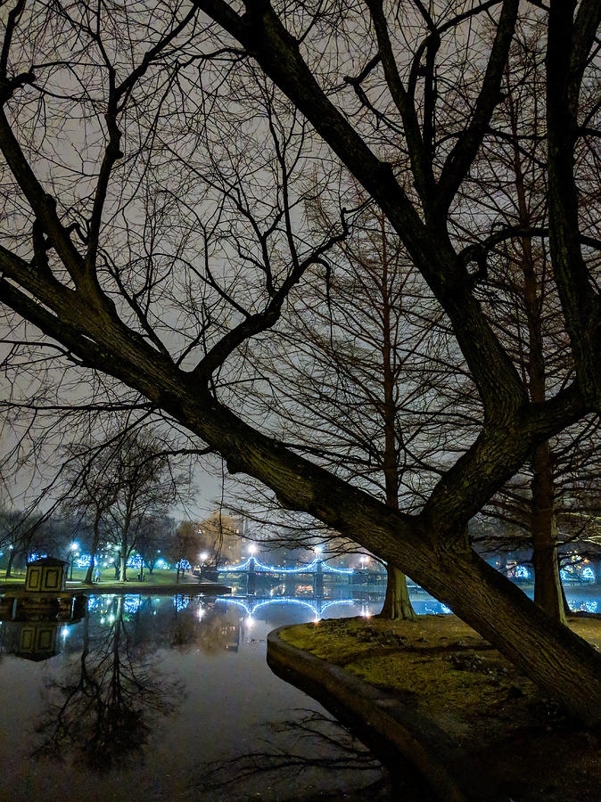 Trees and Lights by Christopher Brown Trees and Lights by Christopher Brown