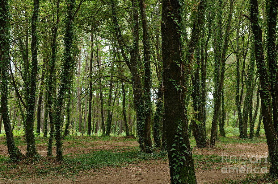 Forest Photograph - Trees And Nature In Carvalhais 2 by Angelo DeVal Forest Photograph - Trees And Nature In Carvalhais 2 by Angelo DeVal