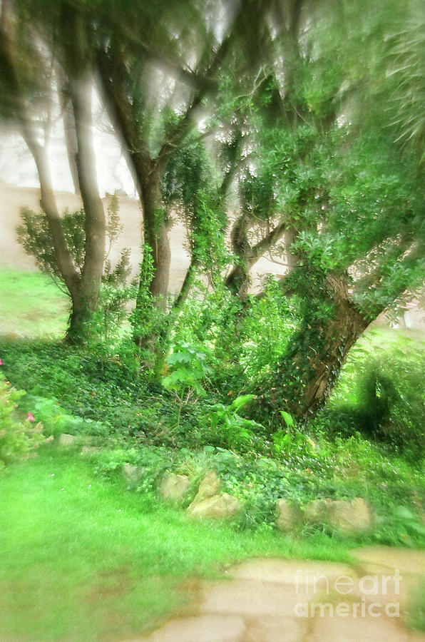 Trees And Path Diffused Photograph By Michael Ziegler Fine Art America