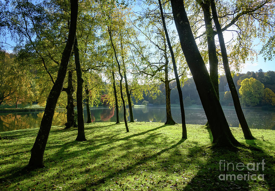 Trees and shadows Photograph by Colin Rayner