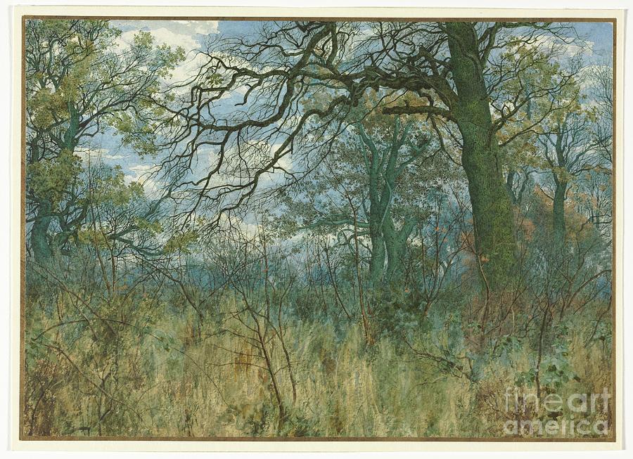 Trees And Undergrowth Drawing by Heritage Images