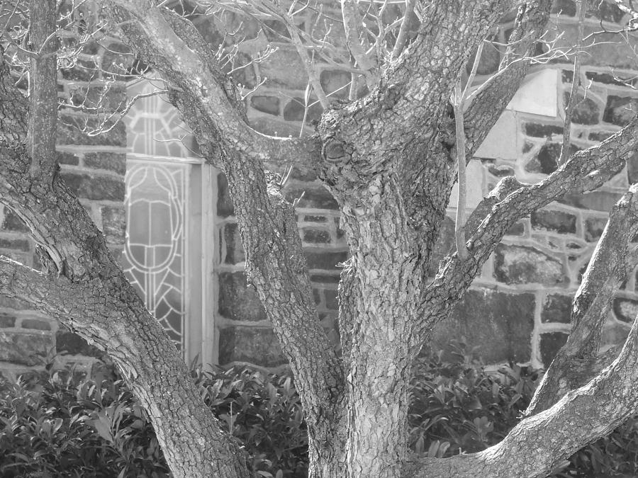 Trees at Chruch by Ty Unglebower Trees at Chruch by Ty Unglebower