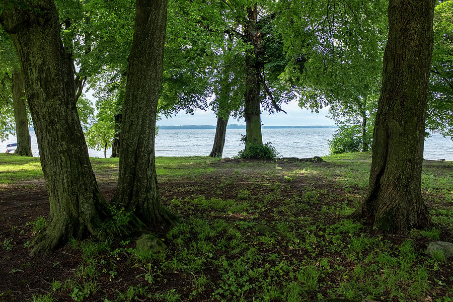 Trees at the beach of Lake Kisajno Photograph by Dubi Roman