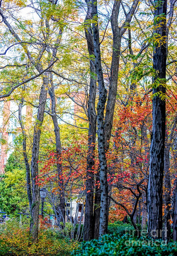 Trees Autumn Colors Reds Greens Orange Yellow  Photograph by Chuck Kuhn