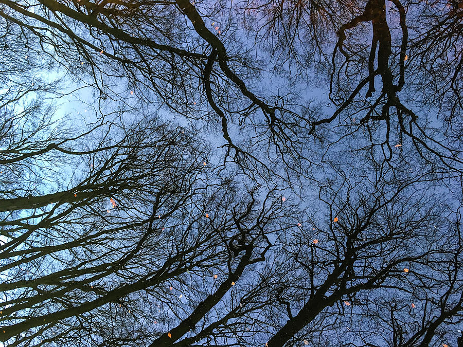 trees, branches and leaves reflected in the water canal winter d by Kim Vermaat trees, branches and leaves reflected in the water canal winter d by Kim Vermaat