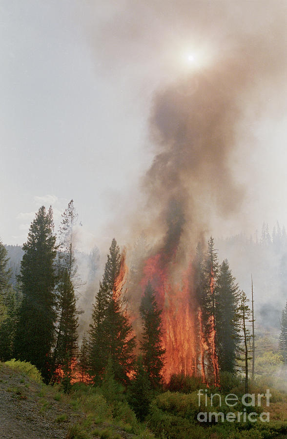 Trees Burning In Forest Fire Photograph by Bettmann