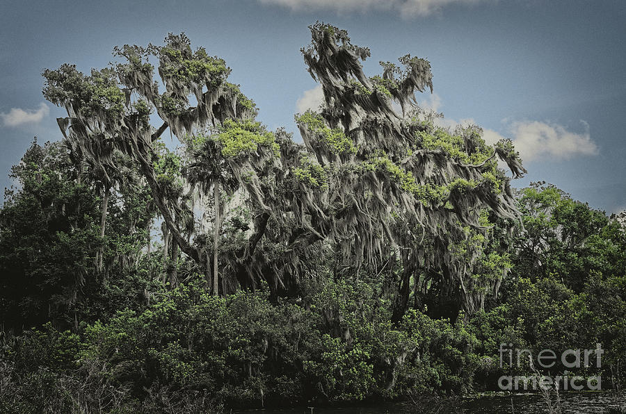 Trees by a Pond - 5771 by Marvin Reinhart Trees by a Pond - 5771 by Marvin Reinhart